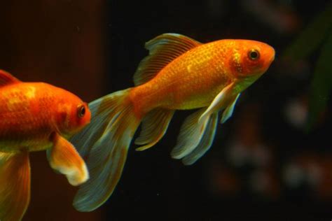 小金魚壽命|金魚介紹與飼養小秘訣